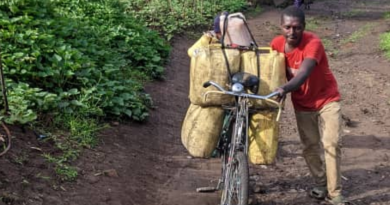 Musanze-Muko: Virunga Today yatahuye uruganda ruto rw’inzoga z’inkorano hafi y’umuhanda wa kaburimbo, inzego z’ibanze zishyirwa mu majwi, abanywi bazo bo  bemeza ko kuzihiga ari ukwikoza ubusa