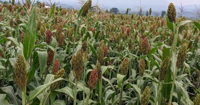 Niba guhinga amasaka aribyo bibazanira inyungu kurusha guhinga ibigori, babashakire imbuto nziza nk’iyi iberanye n’ubu butaka: Umunyamakuru wa Virunga abwira umuhinzi wa Cyuve Niba guhinga amasaka aribyo bibazanira inyungu kurusha guhinga ibigori, babashakire imbuto nziza nk’iyi iberanye n’ubu butaka: Umunyamakuru wa Virunga abwira umuhinzi wa Cyuve