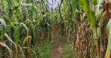 Amajyaruguru: Ikibazo cy’imbuto y’ibigori yarumbiye abahinzi gishobira gusiga benshi bazinutswe guhinga ibigori