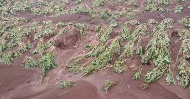 Reba ibyangijwe n’imvura ikomeje kugwa mu murenge wa Rugarama-Burera