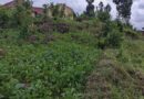 Amajyaruguru: Impungenge ku musararuro ukomoka ku buhinzi ushobora kuzaba ingume kubera uruzuba rwacanye mu ntangiriro za Gicurasi