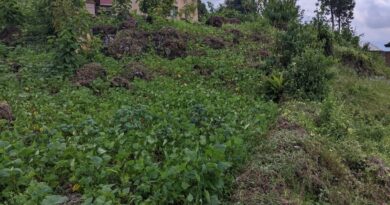 Amajyaruguru: Impungenge ku musararuro ukomoka ku buhinzi ushobora kuzaba ingume kubera uruzuba rwacanye mu ntangiriro za Gicurasi