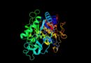 Sobanukirwa n’imikorere ya Hormones na Enzymes ibinyabutabire by’ingenzi mu mikorere y’umubiri wacu.