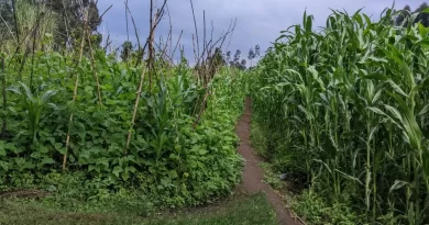 Burera: Ubuyobozi bw’akarere bwimye amatwi icyifuzo cy’abaturage basaba  ubufasha ngo hasiburwe umuhanda  ubafatiye runini, wangijwe na bagenzi babo, baguriye ibikorwa by’ubuhinzi rwagati muri uyu muhanda.