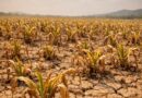 Igihembwe cy’ihinga A 2026-2027: Gutera imbuto  nta mvura na mba cyangwa idahagije bikoze ku bahinzi bo mu Ntara y’Amajyaruguru