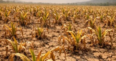 Igihembwe cy’ihinga A 2026-2027: Gutera imbuto nta mvura na mba cyangwa idahagije bikoze ku bahinzi bo mu Ntara y’Amajyaruguru Igihembwe cy’ihinga A 2026-2027: Gutera imbuto nta mvura na mba cyangwa idahagije bikoze ku bahinzi bo mu Ntara y’Amajyaruguru